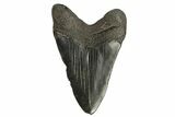 Bargain, Fossil Megalodon Tooth #168943-1